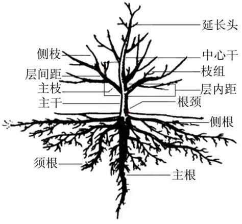 無樹根|植物根系確認